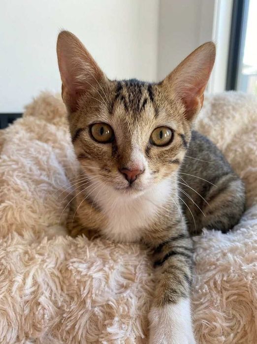 Setúbal e arredores/ Margem Sul — CLARICE, gatinha para adoção