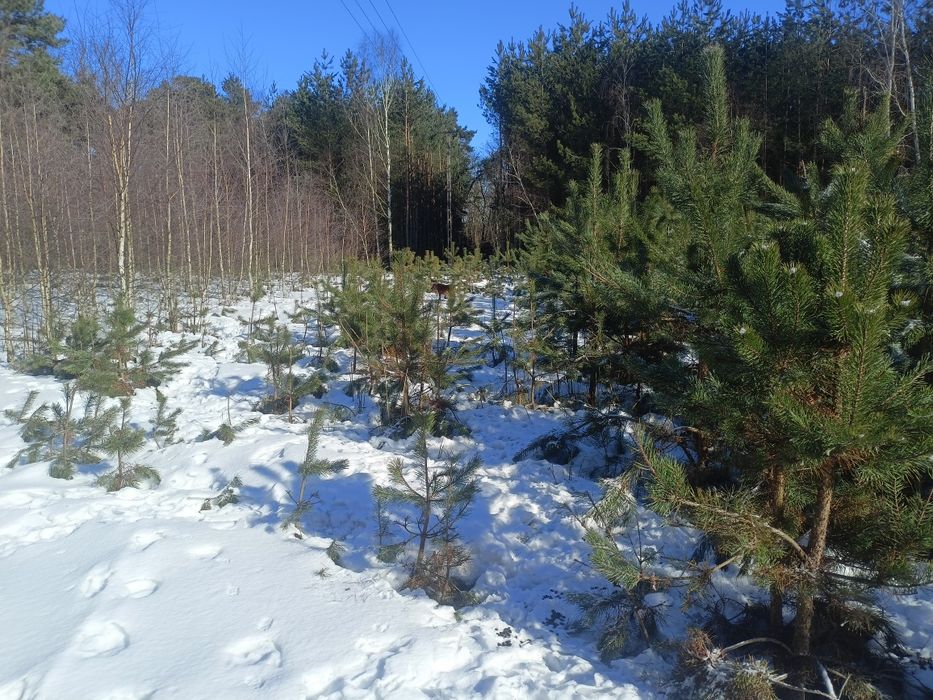 Zlecę przecinkę lasu