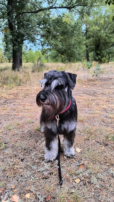 Цвергшнауцер. Чорний зі сріблом. Male .