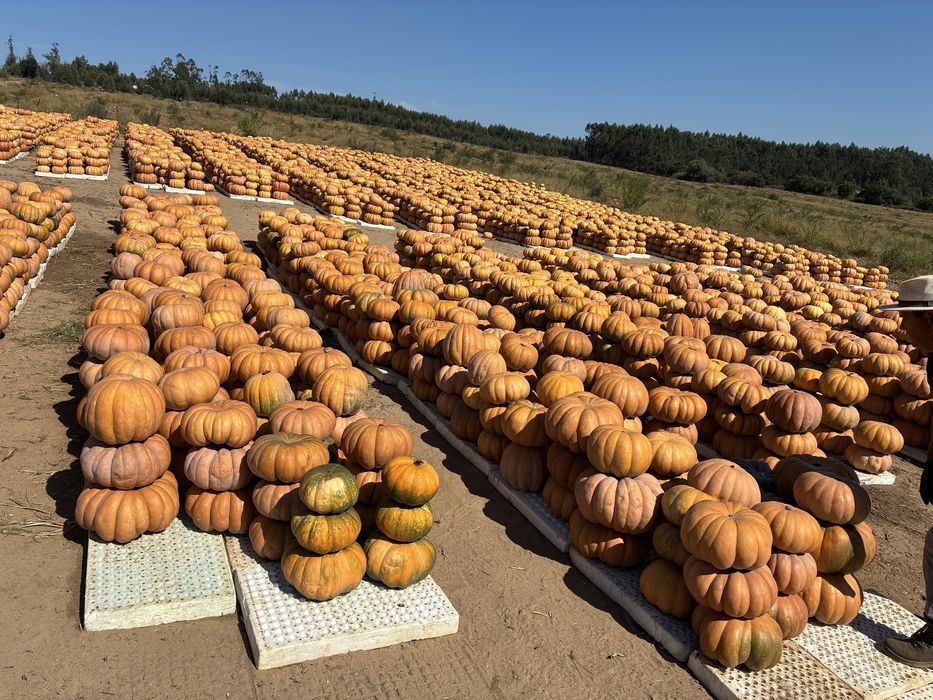Abóboras  variedade musquee