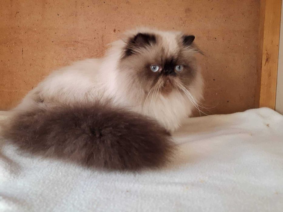 Котик-муркотик на ім"я Гав