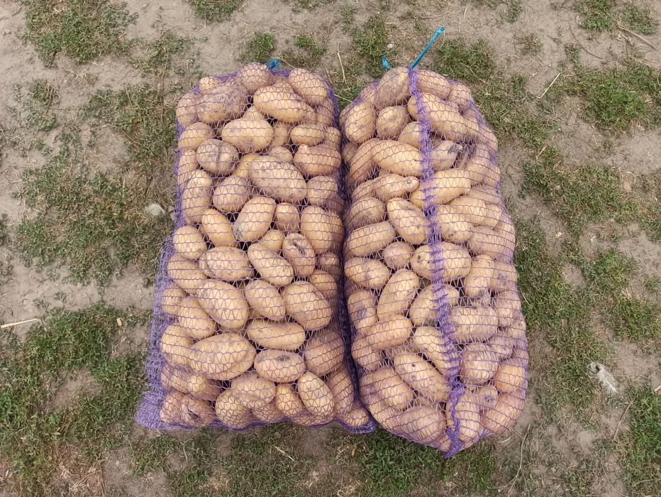 Картопля домашня