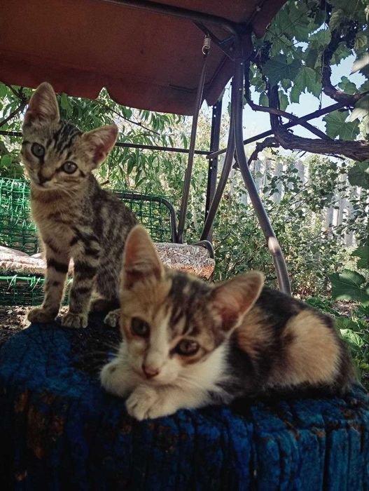 Безкоштовно!! Кошенята грайливі, віддаю в люблячі та турботливі родини