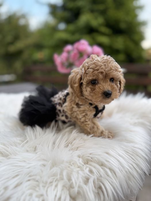 Щенятка мальтипу ф1