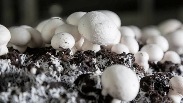 Грибний компост. Відпрацьований, на добриво.