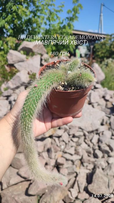 Кактус "Мавп'ячий хвіст" Hildewintera Colademononis