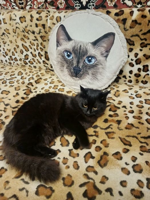 Котёнок бесплатно