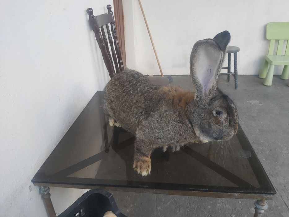 Olbrzym belgijski samiec BOS