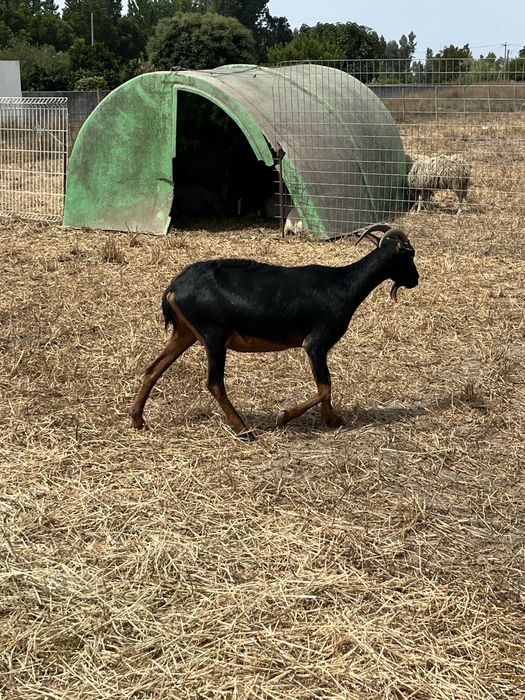 11 cabras e um chibo