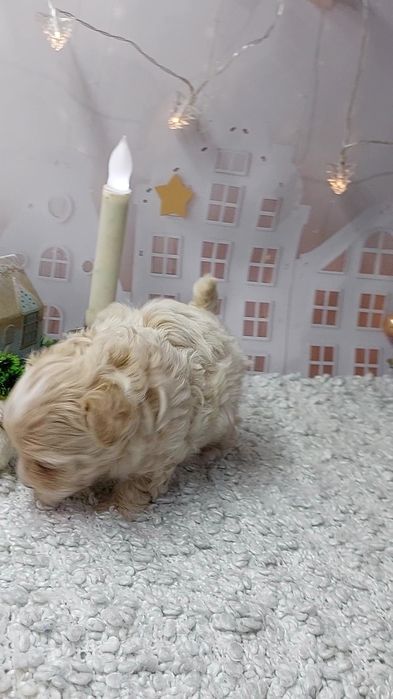 Хлопчик  мальтіпу Ф1
