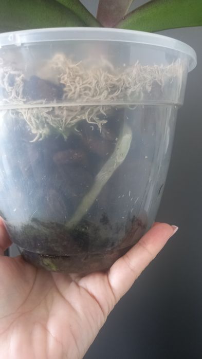 Орхідея біг ліп Miki Rhythm Dancer 115