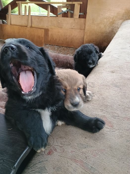 Oddam szczeniaki labrador cavalier King spaniel kundel