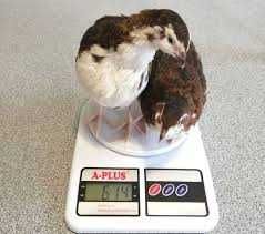 мікс перепілки інкубаційне яйце