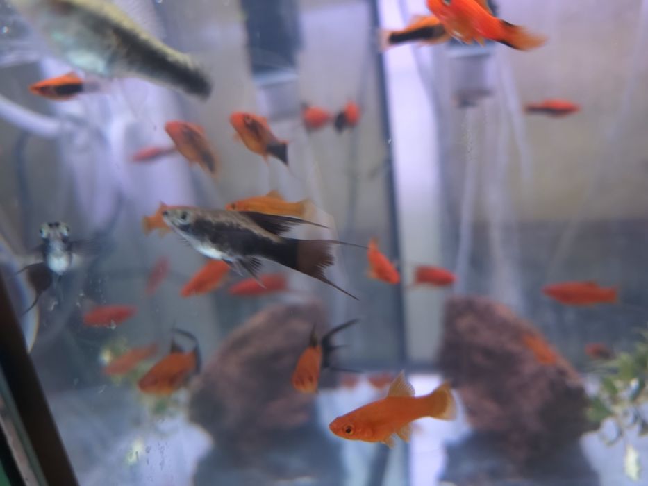 Mieczyki liry długopłetwe