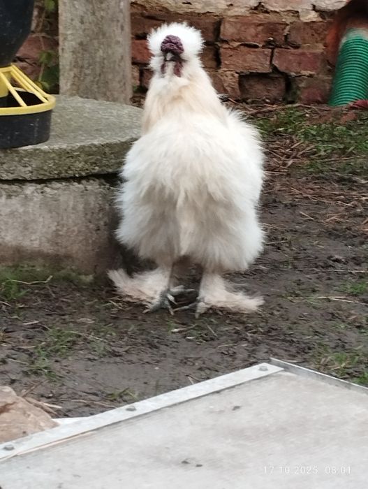 Piękne koguty rasy silka