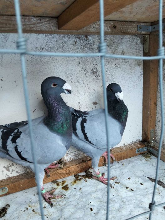 Gołębie Niemiecki wystawowy