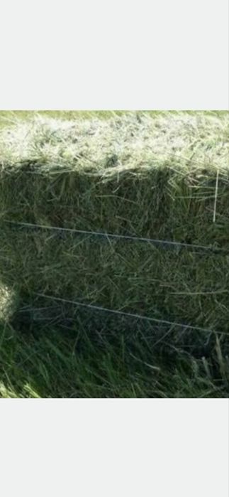 Продам сіно луцерки в тюках