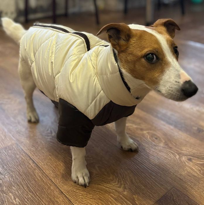 Одежда для собак