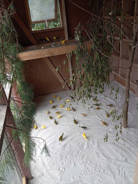 Kanarki miniatura hiszpańska