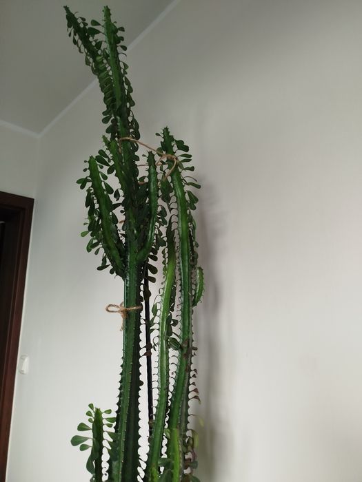 Wilczomlecz 150 cm.