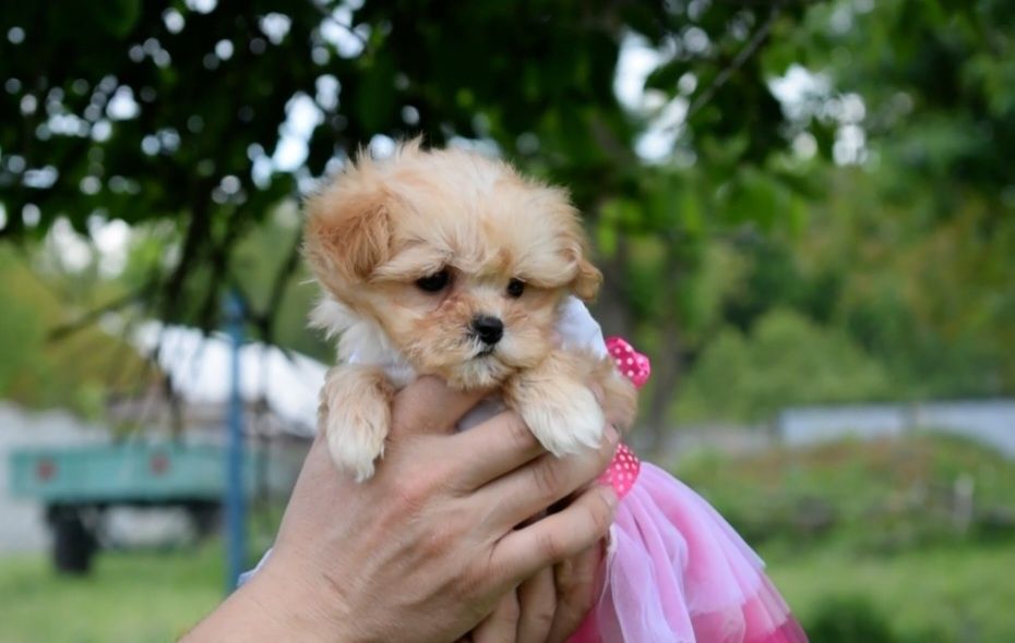 Мини девочка Мальтипу -Ф1. Микро мини