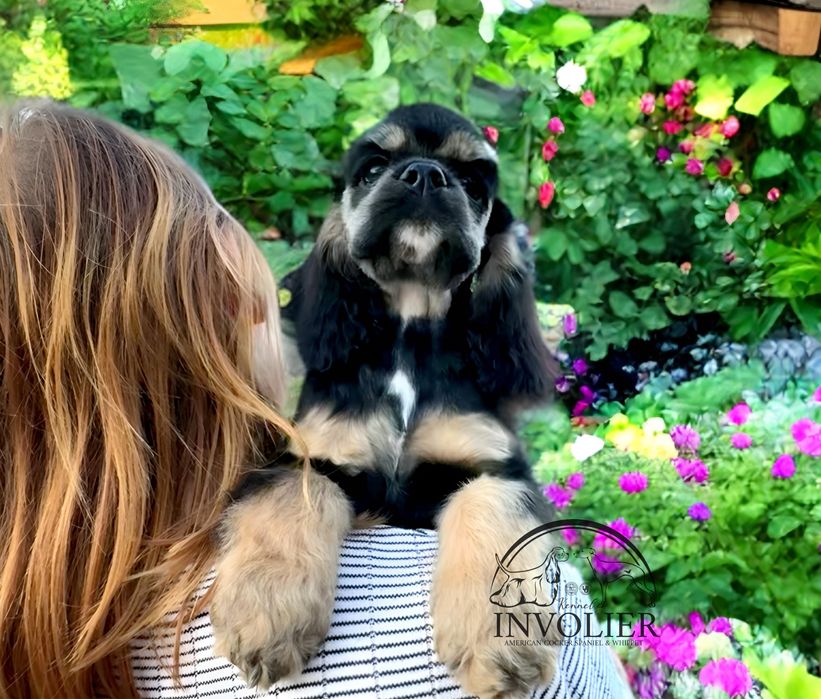 Американский Кокер Спаниель. Щенки. Девочка.