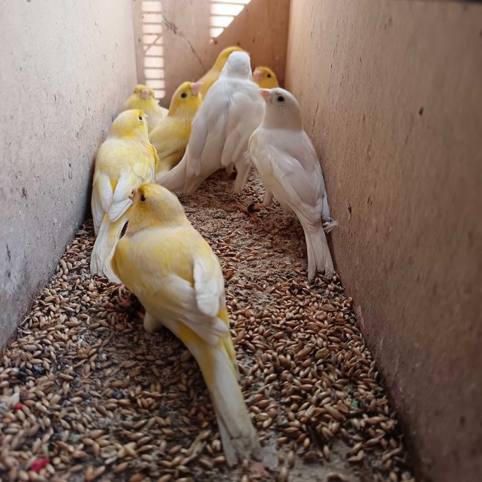 Canários de 2025 anilhados