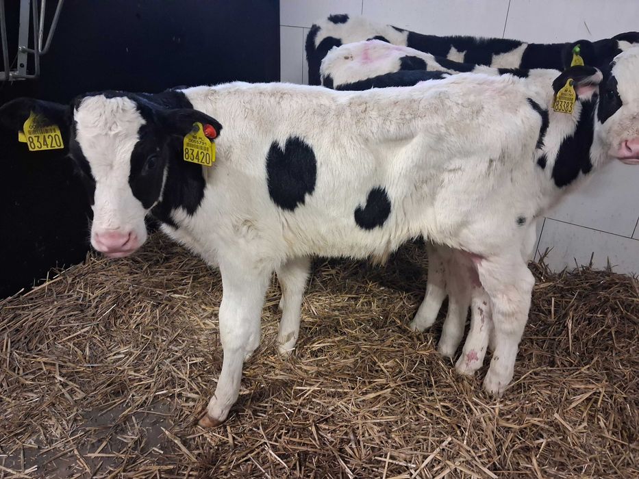 cielęta cielaki byczki polskie