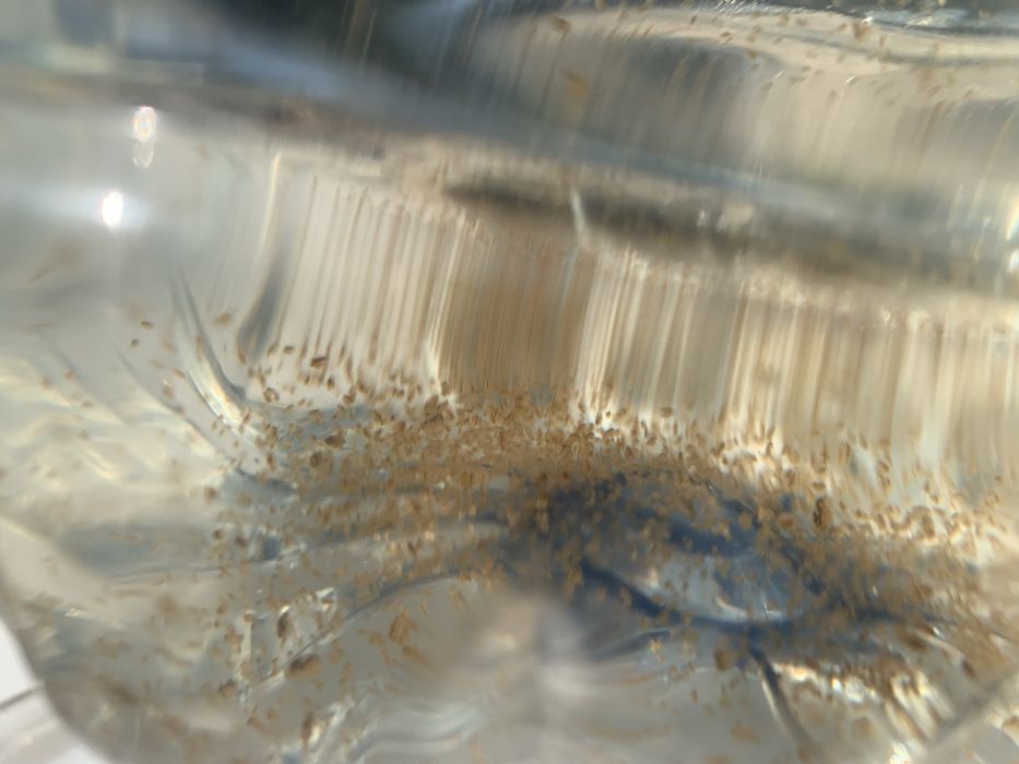 Dafnias vivas - alimento vivo para peixes