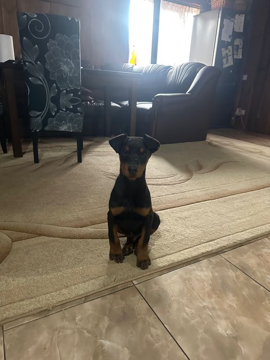 Щенята добермана