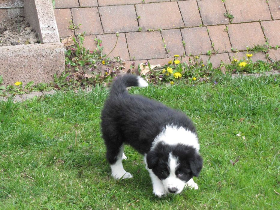 Szczeniak Border Collie