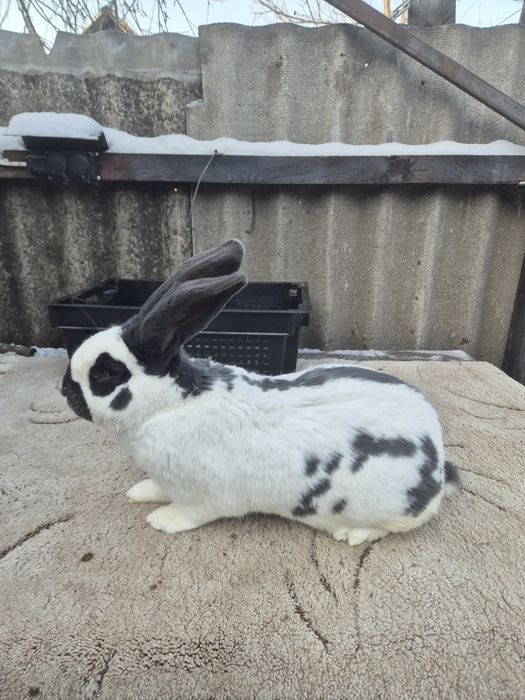 НСВ (Німецький строкатий велетень)