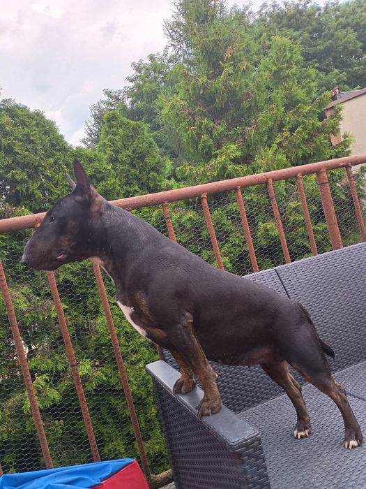 Bulterier miniaturowy szczenię