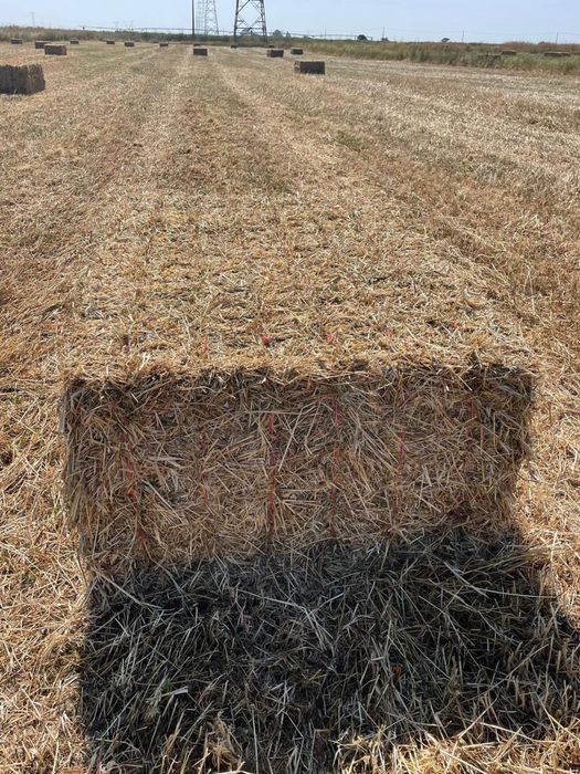 Feno Biológico de consociação de azevém e trevos (Speedmix)