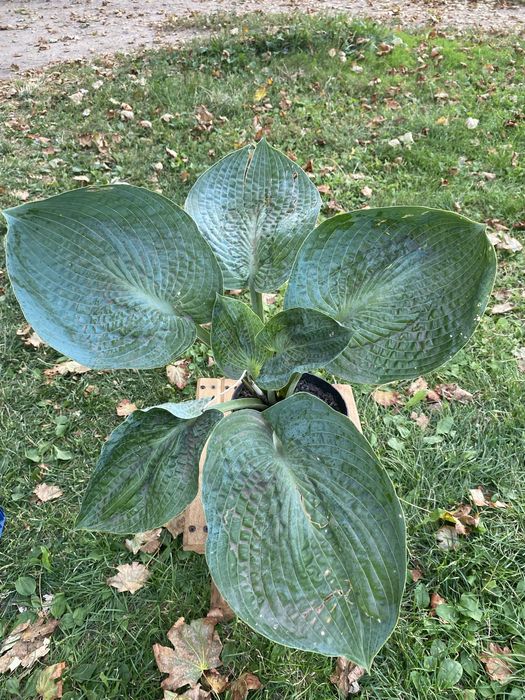 Декоративний каріоптеріс