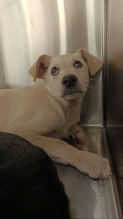 Cães bebés para adoção responsável