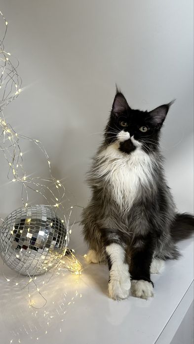 Розкішна дівчинка Мейн-кун з офіційного розплідника Lilit Pride Tigers