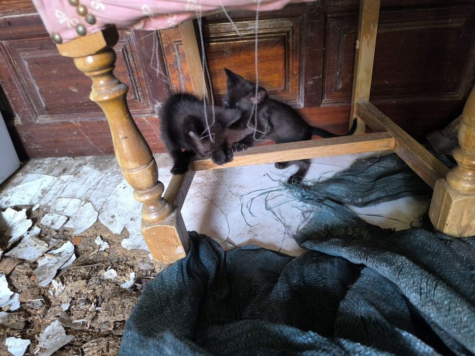Gatinhos para oferecer Moreira de Cónegos