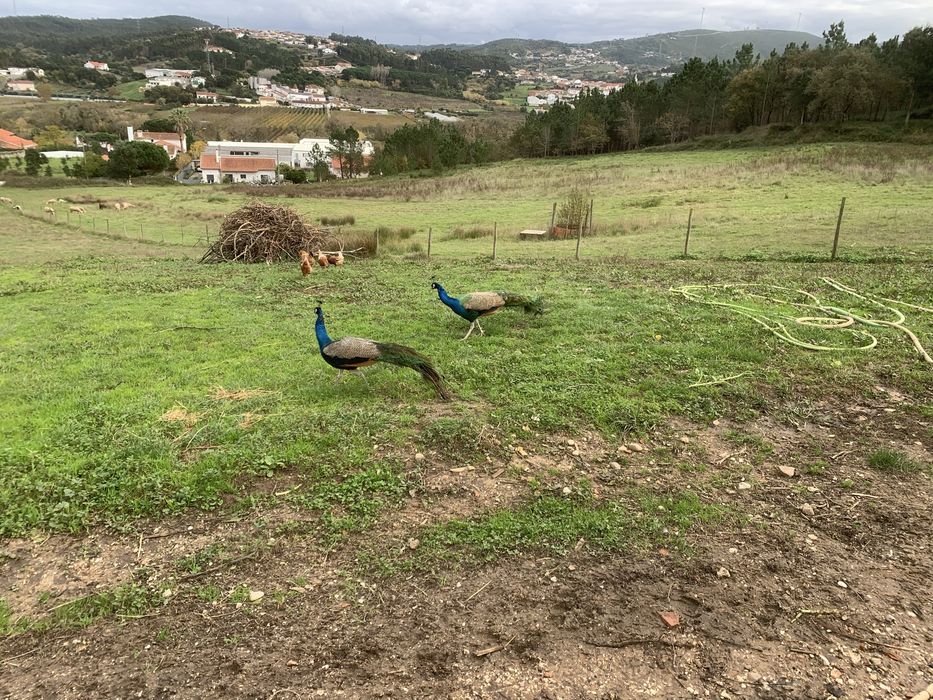 Vendo pavoes adultos
