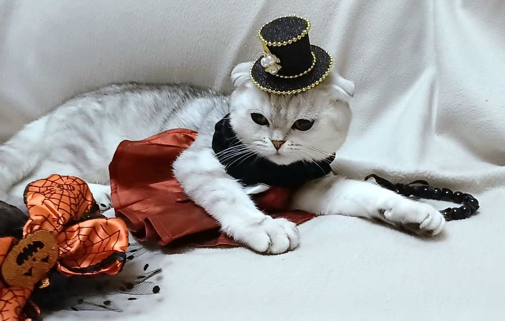 Чистокровна висловуха кішечка  Мілана