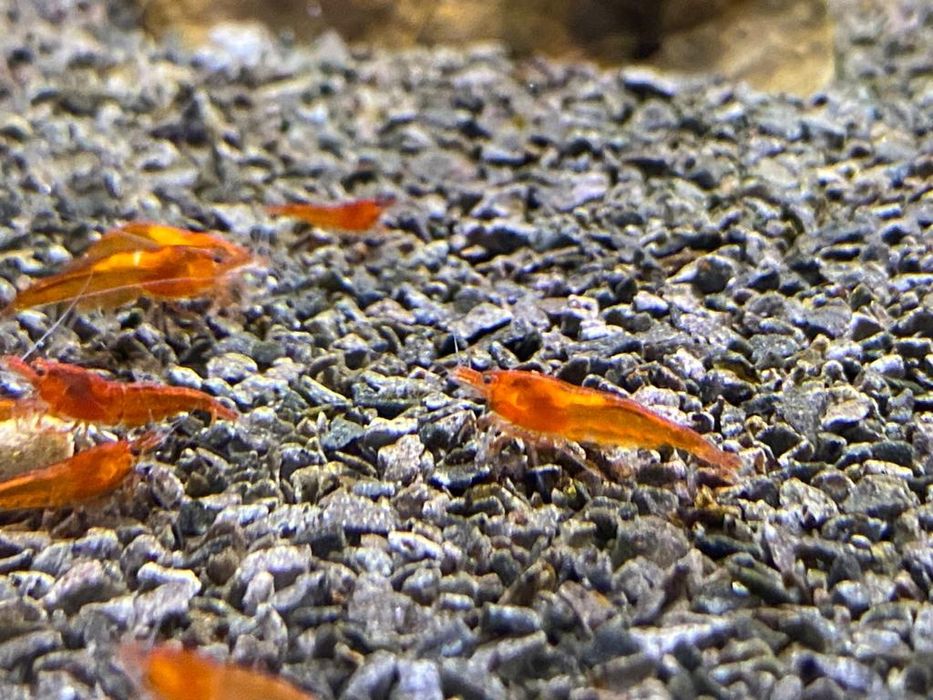 Krewetki Orange Neocaridina Pomarańczowee