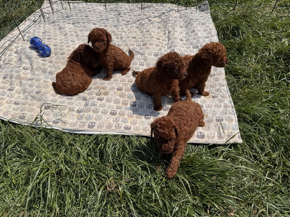 Ред браун Той Пудель ‼️ насичені ‼️