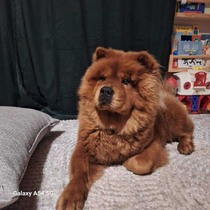 Pies rasy Chow Chow