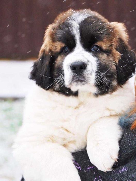 Клубные щенки из «Большой Медведицы».ТОП-1 питомник Украины КСУ/FCI