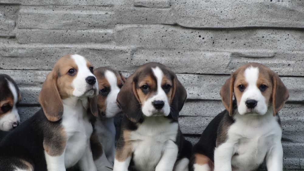 Beagle piesek Tricolor