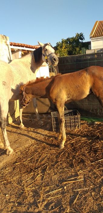 Poldra Puro-Sangue Árabe