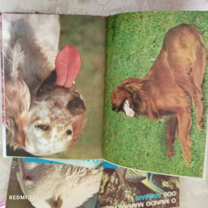 O Maravilhoso Mundo Dos Animais