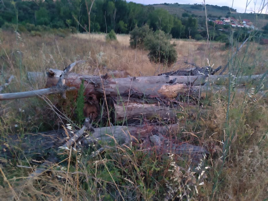 Madeira de pinho – cerca de 20 toneladas ou mais – Bom estado