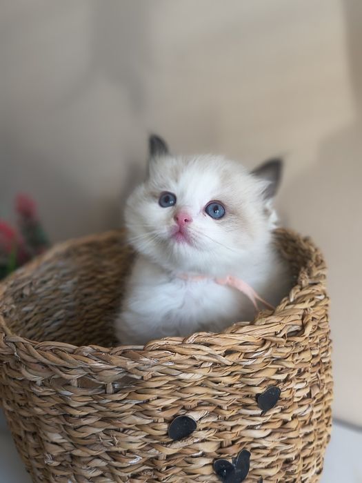 Kotka Ragdoll ojciec Champion