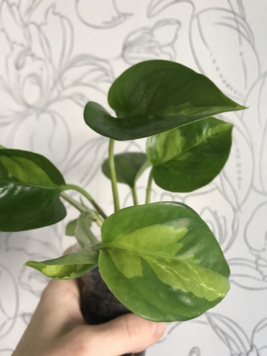 Эпипремнум  Глобал Грин